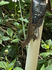 Anolis sagrei