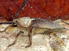 Gnaphalodes trachyderoides