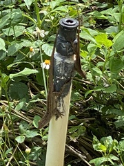 Anolis sagrei