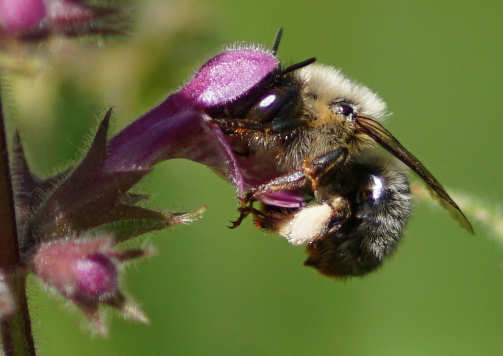 Fork-tailed Flower Bee
