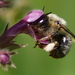 Fork-tailed Flower Bee - Photo (c) Wolfgang Bacher, some rights reserved (CC BY-NC), uploaded by Wolfgang Bacher