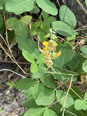 Crotalaria