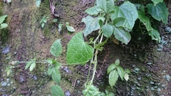 Zehneria