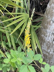 Crotalaria