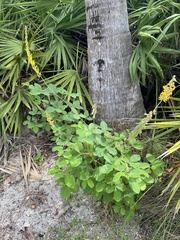 Crotalaria