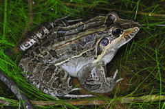 Wrestler Frog photo 2