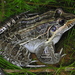 Leptodactylus luctator - Photo (c) Frederico Acaz Sonntag, algunos derechos reservados (CC BY-NC)
