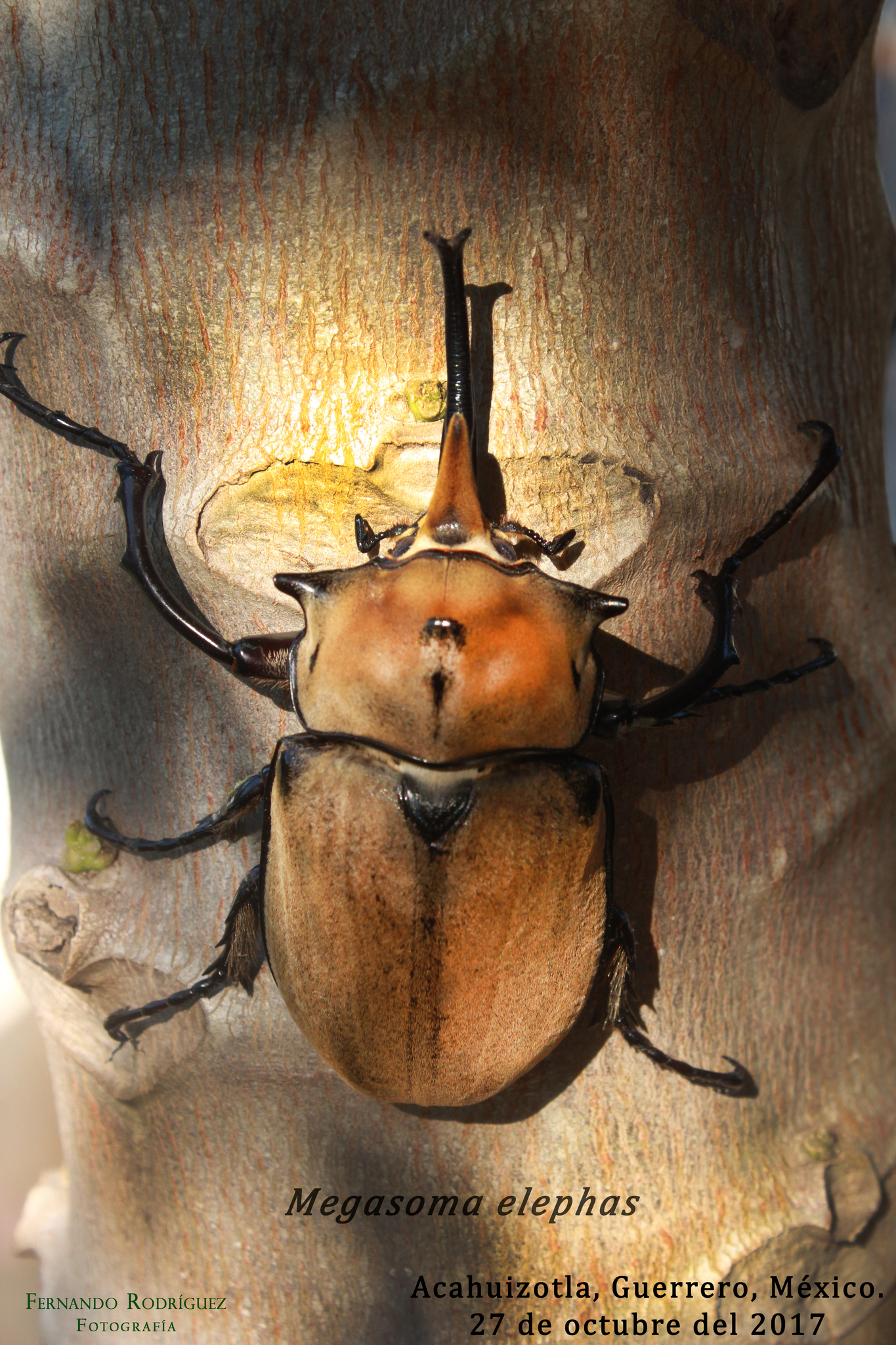 Occidental Elephant Beetle (Megasoma occidentalis) · iNaturalist