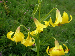 Lilium kesselringianum