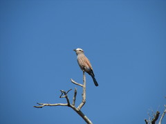 Coracias naevius mosambicus