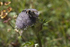 Sajanella monstrosa