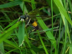 Tenthredo maculata