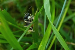 Tenthredo maculata