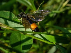 Tenthredo maculata