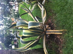 Agave americana