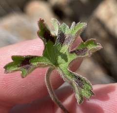 Pelargonium ranunculophyllum