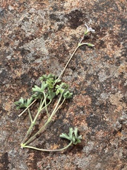 Pelargonium ranunculophyllum