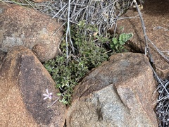 Pelargonium ranunculophyllum