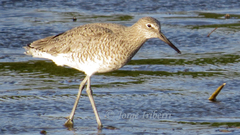 Willet photo 2