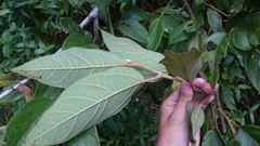 Ficus pumila awkeotsang