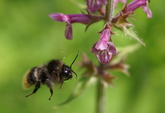 Bombus ruderarius