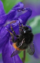 Bombus wurflenii