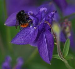 Bombus wurflenii
