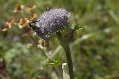 Sajanella monstrosa