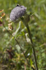 Sajanella monstrosa