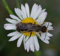 Chelostoma florisomne
