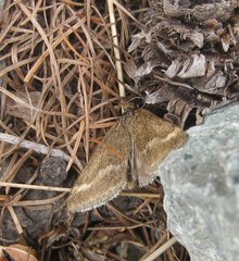 Pyrausta aerealis