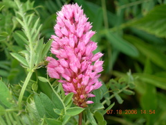 Bistorta carnea