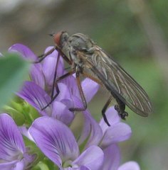Empis pandellei
