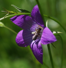 Chelostoma rapunculi