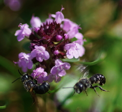 Chelostoma rapunculi