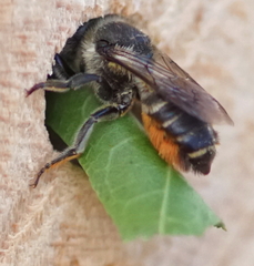 Megachile willughbiella