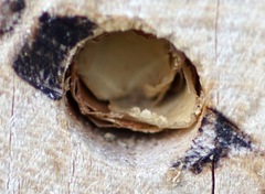 Megachile willughbiella