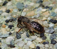 Osmia bicornis