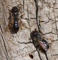 Osmia bicornis