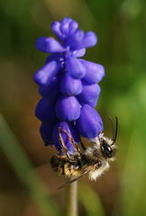 Osmia bicornis