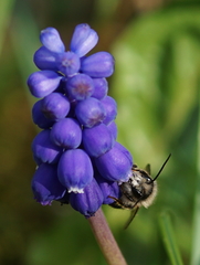 Osmia bicornis