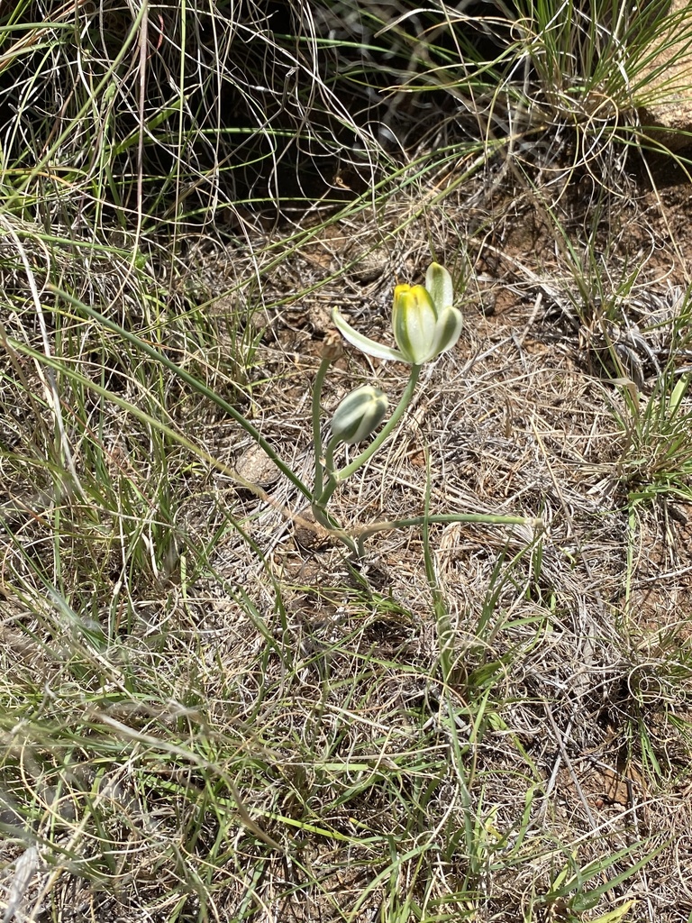 Albuca humilis, EC, ZA