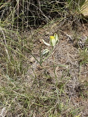 Albuca humilis
