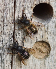 Osmia bicornis