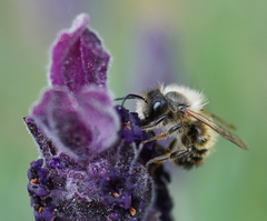 Osmia bicornis