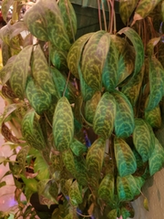 Aeschynanthus longicaulis