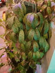 Aeschynanthus longicaulis