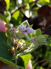 Arctostaphylos cruzensis