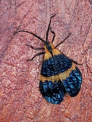 Calopteron bifasciatum