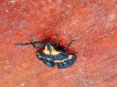 Calopteron bifasciatum